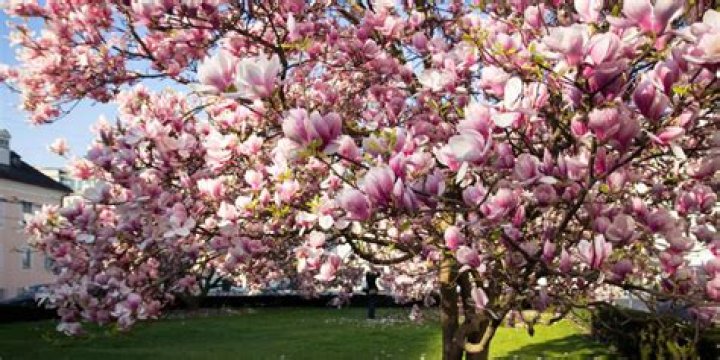 How big does a magnolia tree grow