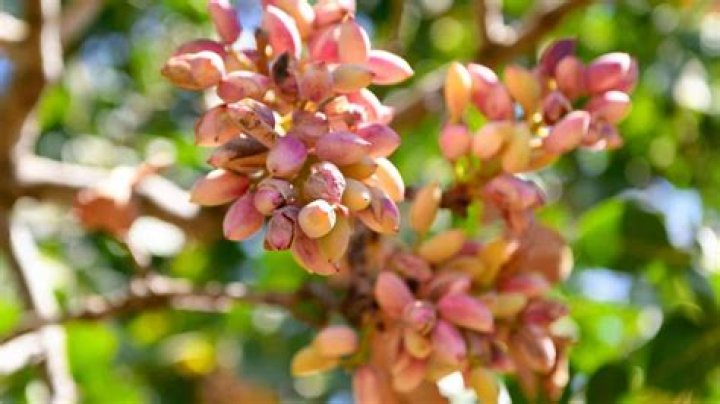 How big does a pistache tree grow