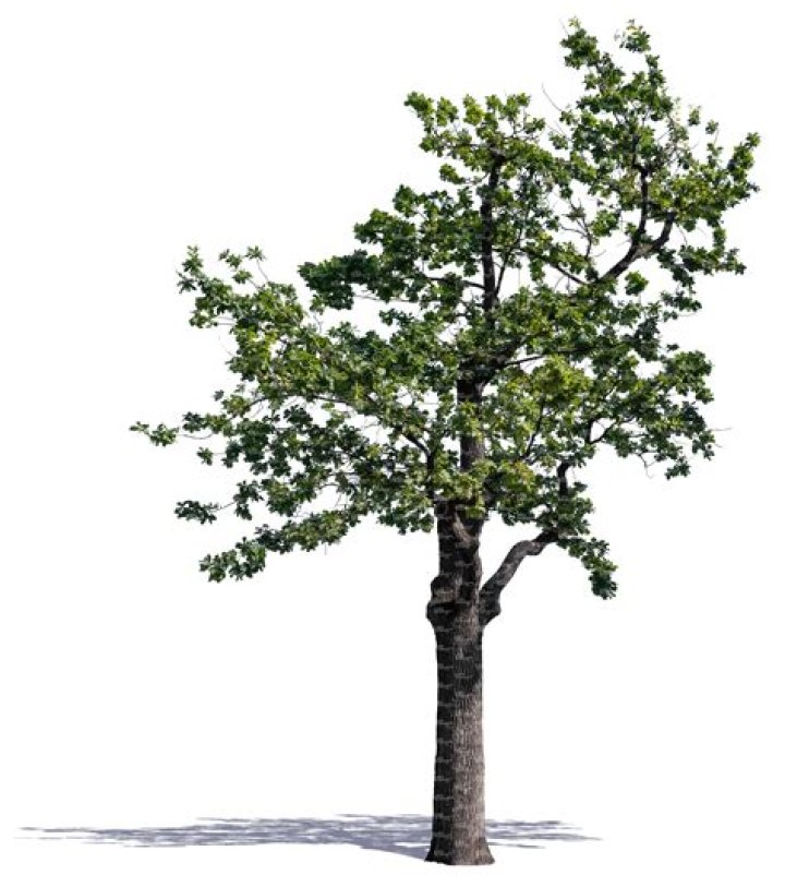 How big is a 10 year old oak tree