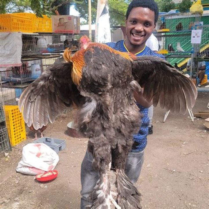 How big is a giant Brahma chicken