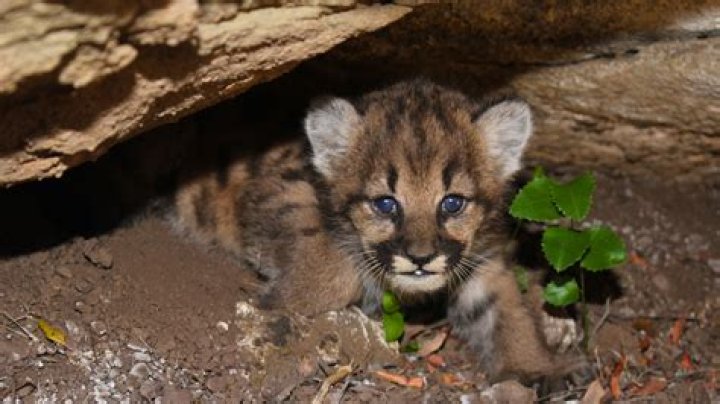 How big is a mountain lion kitten