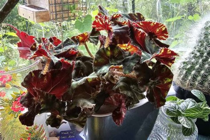 How big will a begonia plant grow
