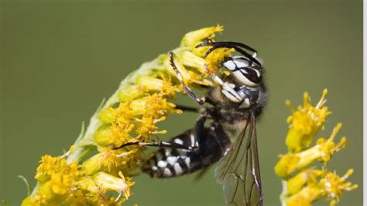 How dangerous are bald faced hornets