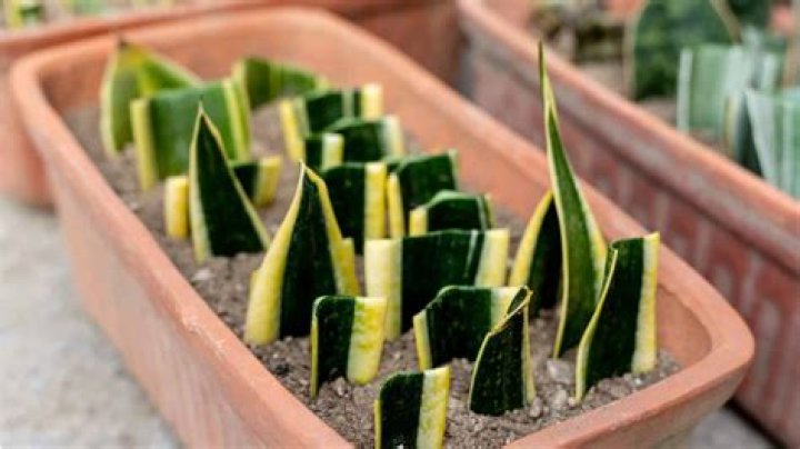How do I grow Sansevieria outside