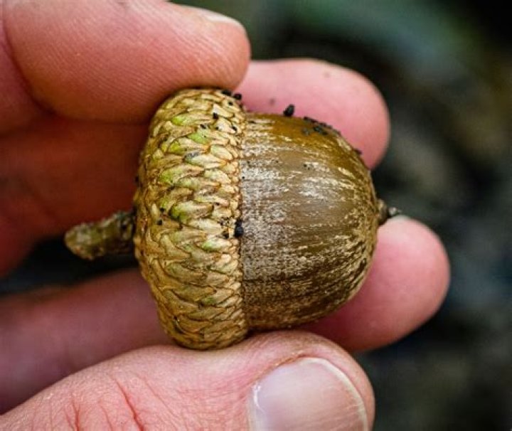 How do I identify oak Shumard