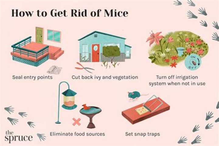 How do restaurants keep mice away