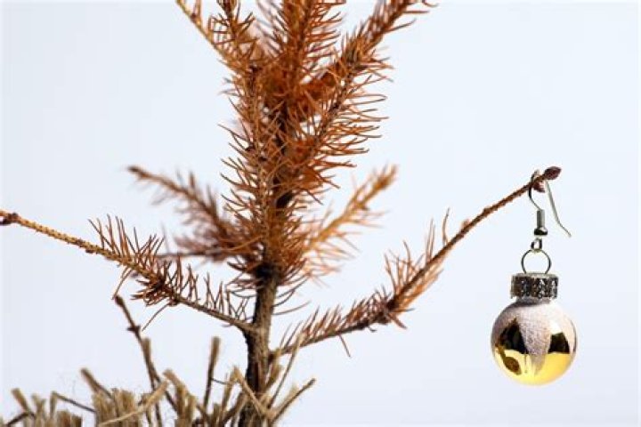 How do you bring a dying Christmas tree back to life