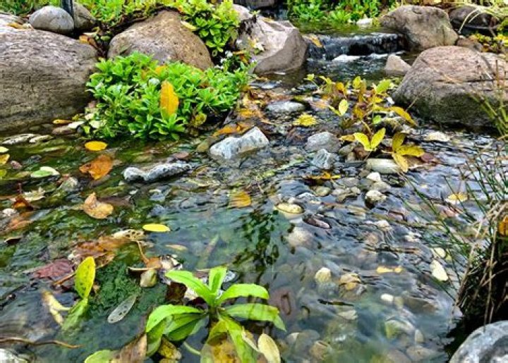 How do you clean algae off stones