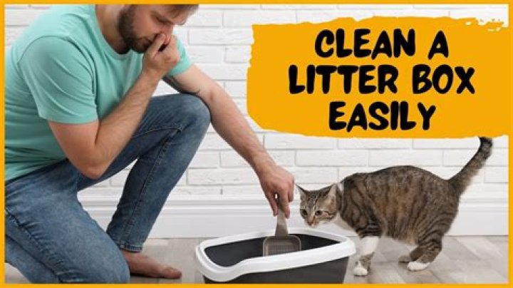 How do you clean dirty cat litter