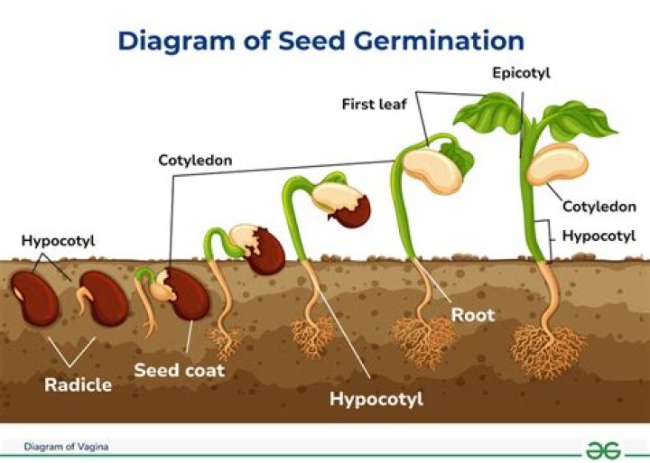 How do you germinate a lotus seed