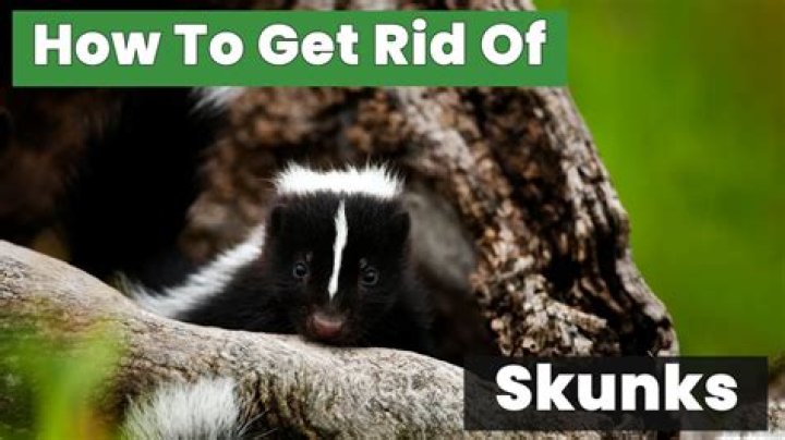 How do you get rid of skunks fast