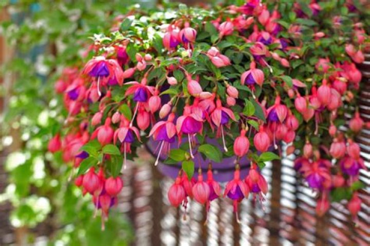How do you get seeds from fuchsia