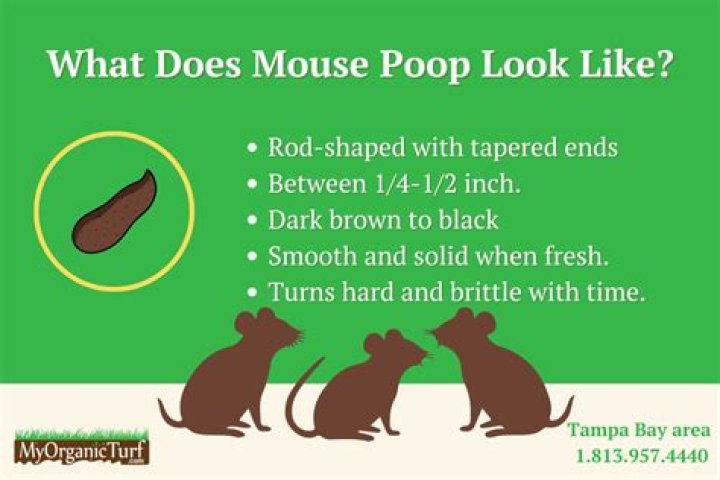 How do you know if its mouse poop