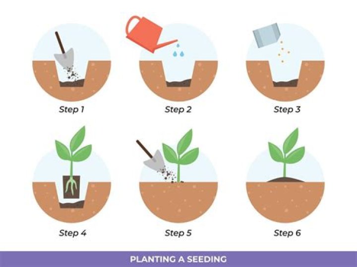 How do you maintain seedlings