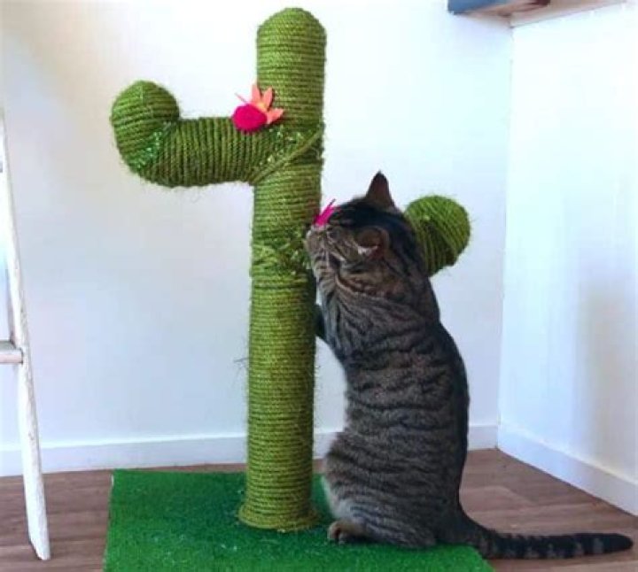 How do you make a cat scratch
