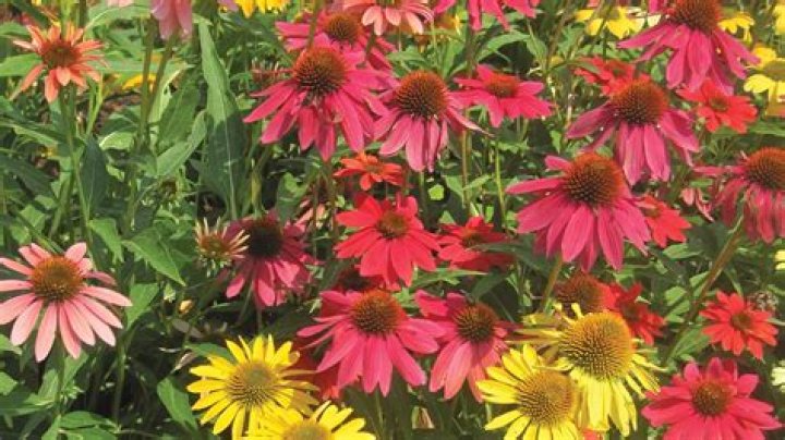 How do you make a cone flower