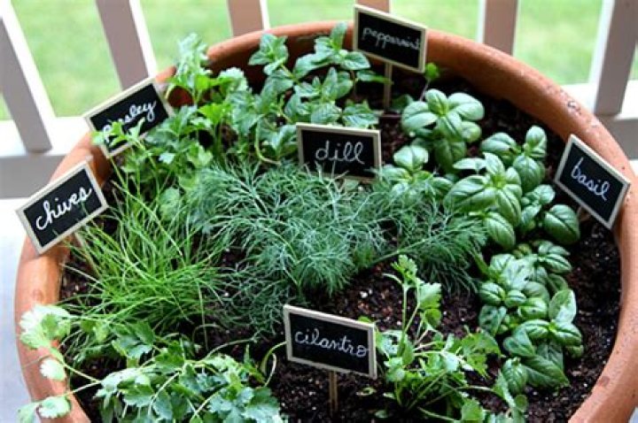 How do you make a herb garden