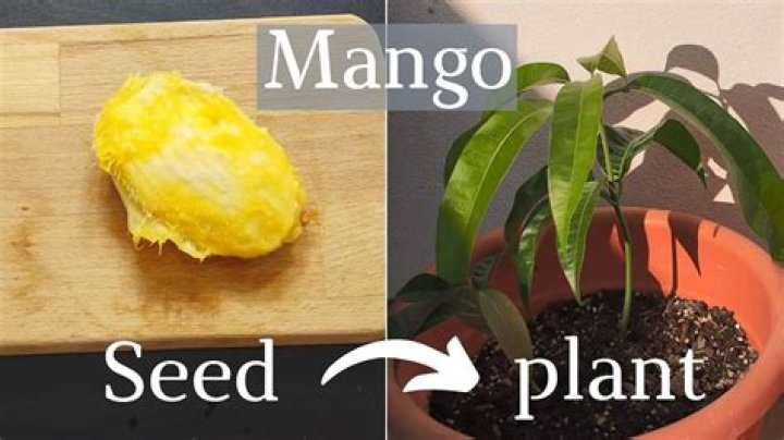 How do you make a mango stone