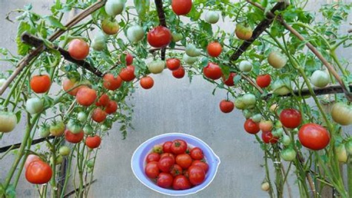 How do you make good tomatoes