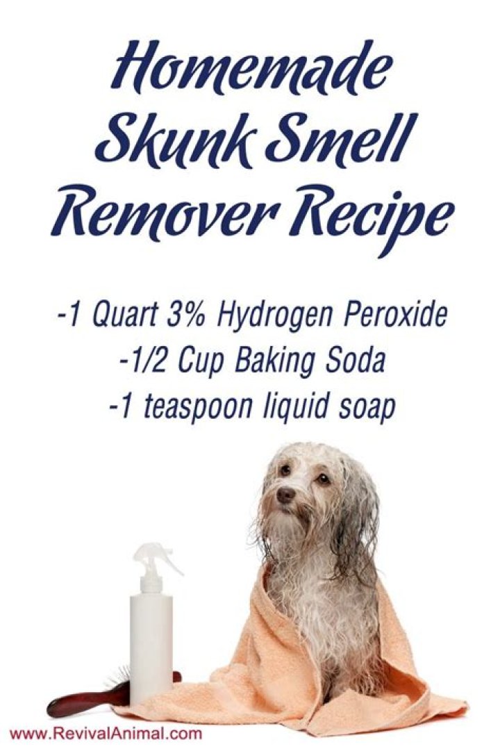 How do you make skunk shampoo