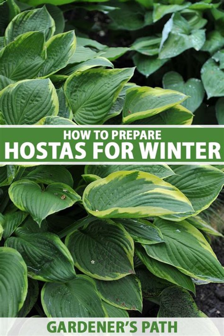 How do you overwinter a plant