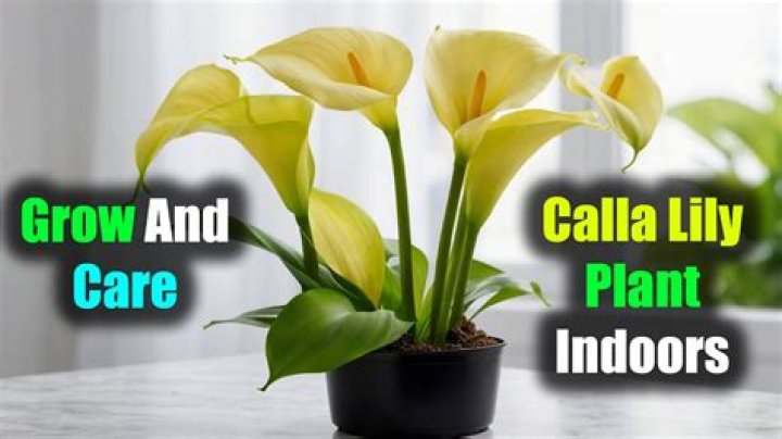 How do you plant a calla lily