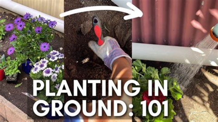 How do you plant a new border