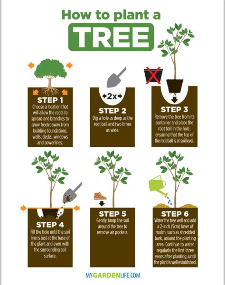 How do you plant a space tree