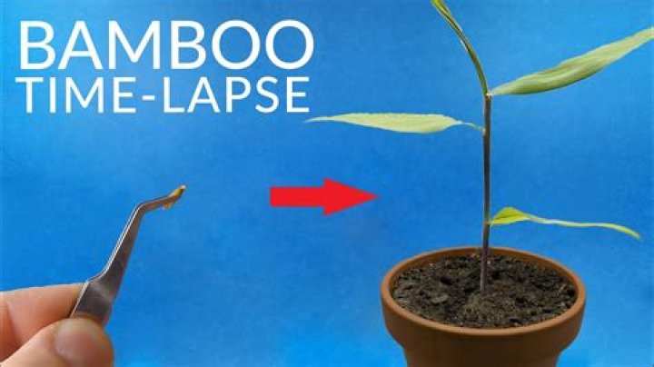 How do you plant bamboo seeds