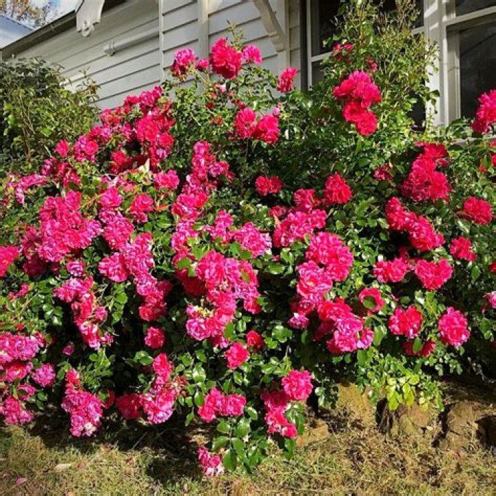 How do you plant carpet roses