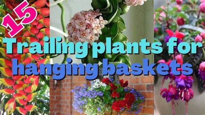 How do you plant hanging bags