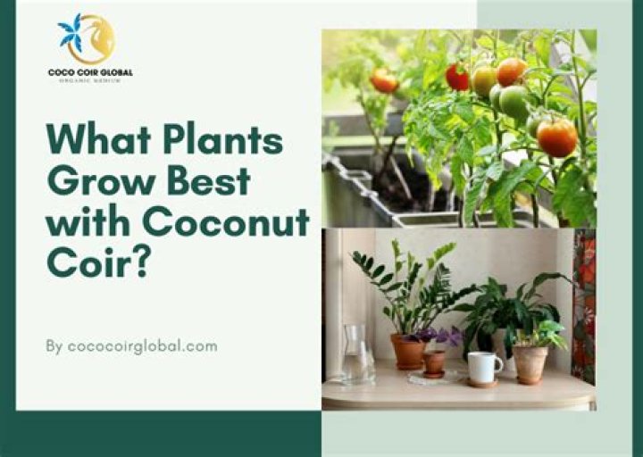 How do you plant in coir pots