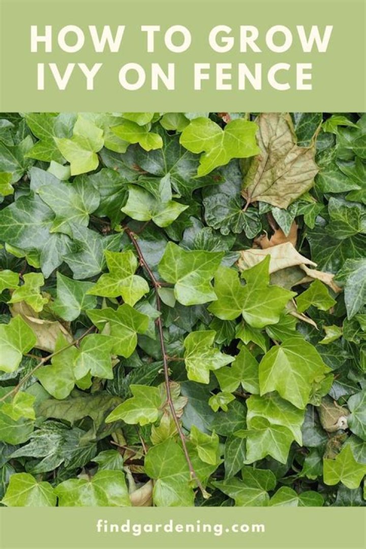 How do you plant ivy outdoors