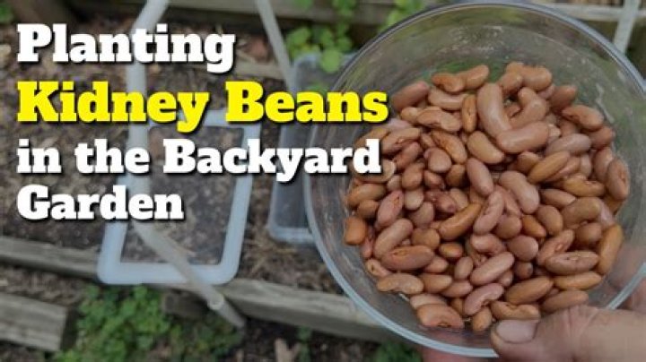 How do you plant kidney beans