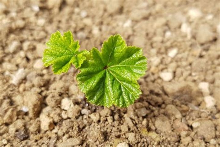 How do you plant mallow seeds