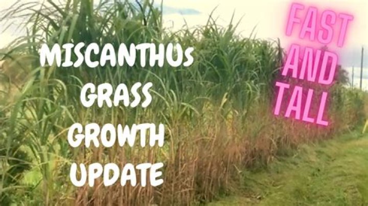How do you plant miscanthus seeds