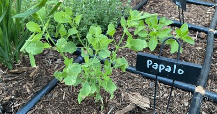 How do you plant Papalo seeds