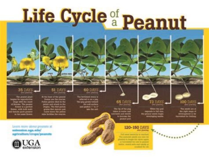 How do you plant peanut seeds