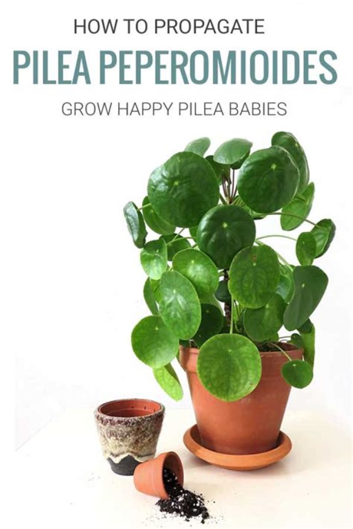 How do you plant pilea babies