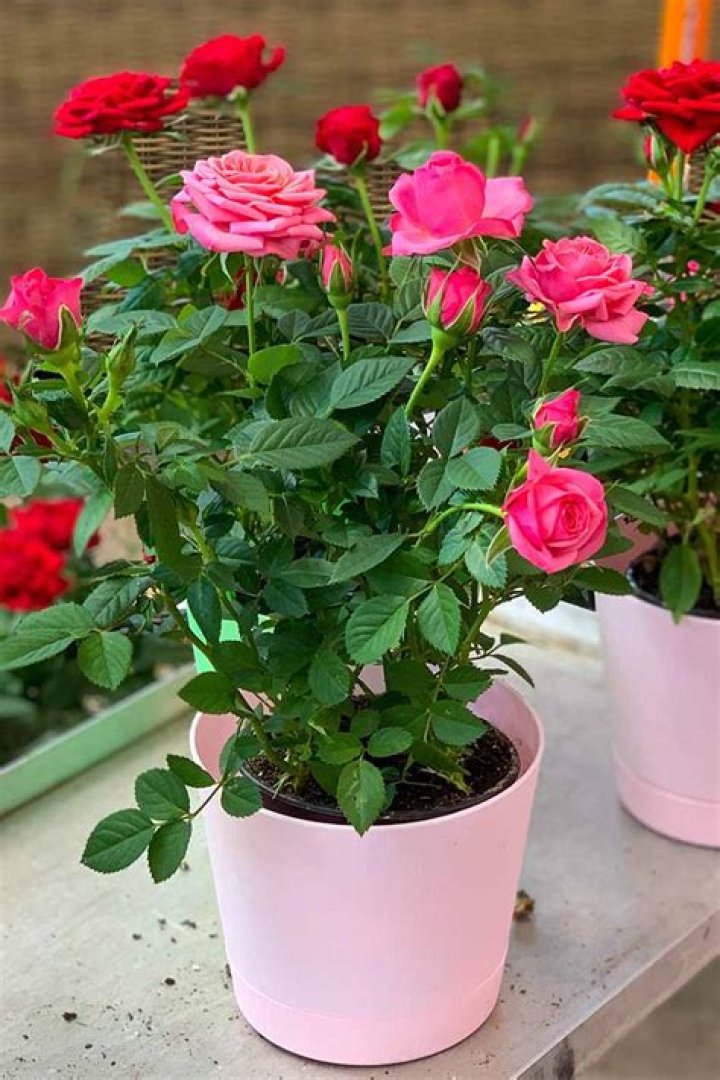 How do you plant potted roses