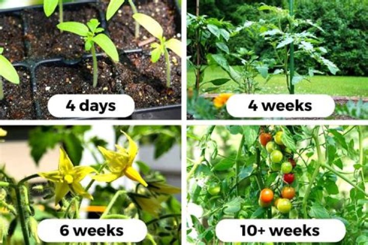 How do you plant tomato seeds