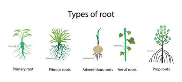 How do you prop a tree branch