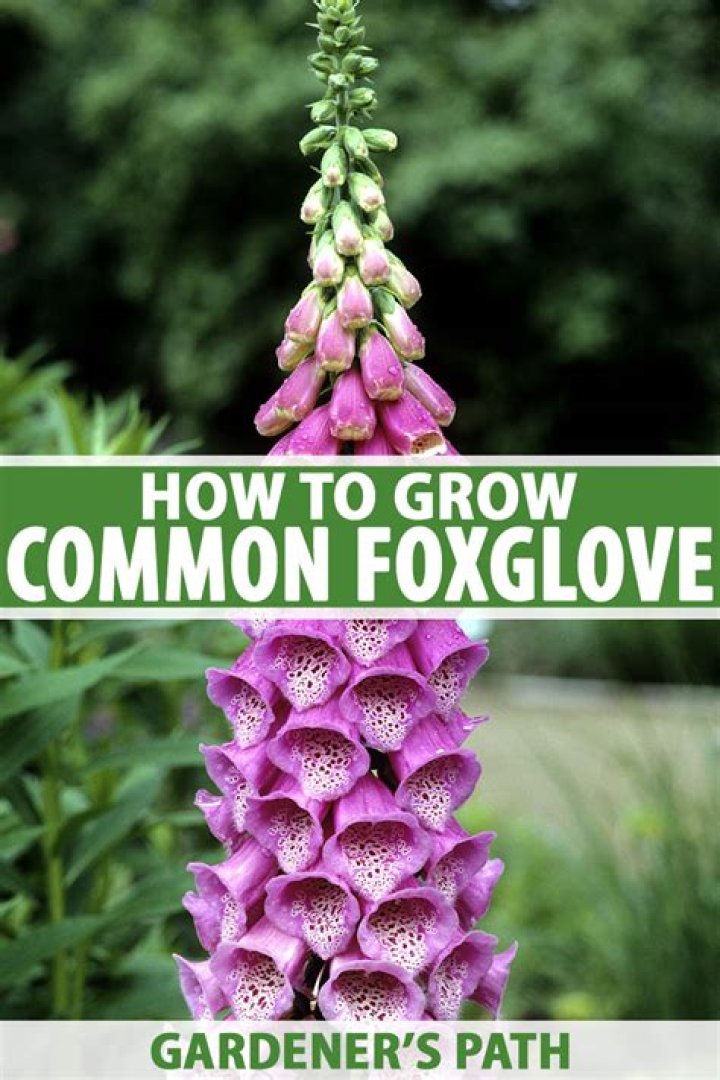How do you propagate foxglove