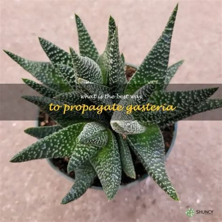 How do you propagate gasteria
