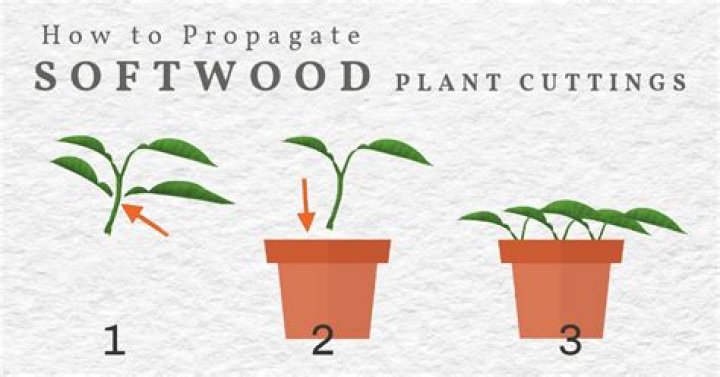 How do you propagate softwood