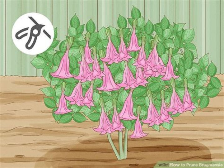 How do you prune a Brugmansia
