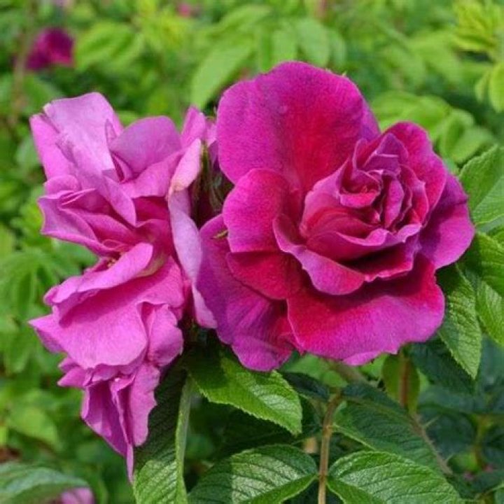 How do you prune a Hansa Rose
