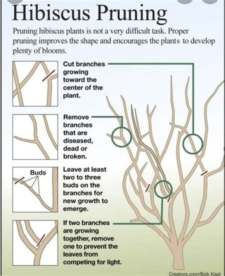 How do you prune a paper bush