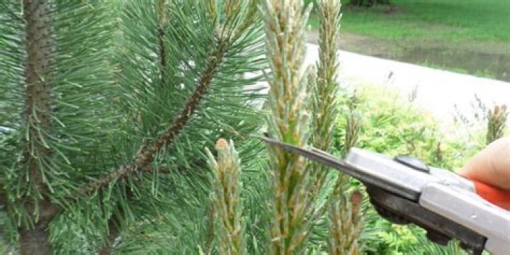 How do you prune a pine screw
