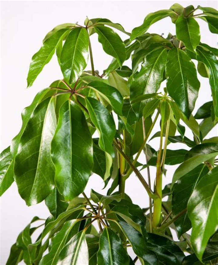 How do you prune a schefflera